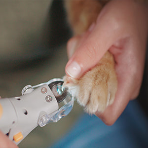 Illuminated Pet nail clipper