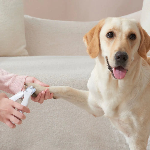 Illuminated Pet nail clipper